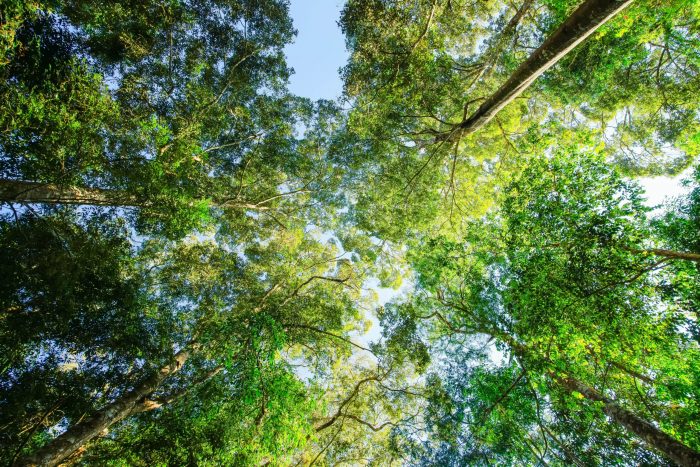 Día Internacional de la Madre Tierra