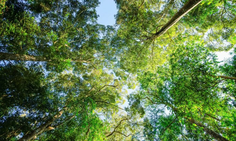 Día Internacional de la Madre Tierra